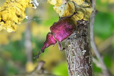 <i>Rhynchites auratus</i>