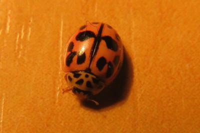 <i>Oenopia conglobata</i>