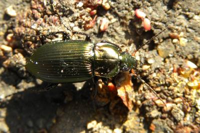 <i>Poecilus cupreus</i>