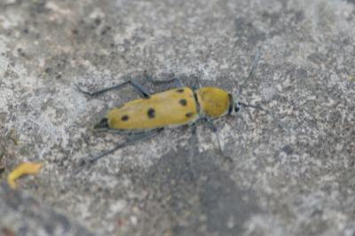 <i>Chlorophorus glabromaculatus</i>