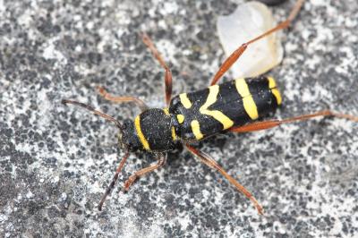 <i>Clytus arietis</i>
