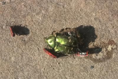 <i>Cetonia aurata</i>