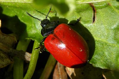 <i>Chrysomela populi</i>