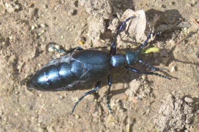 <i>Meloe violaceus</i>