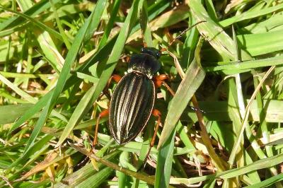 <i>Carabus auratus</i>
