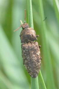 <i>Agrypnus murinus</i>