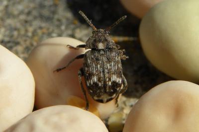 <i>Bruchus pisorum</i>