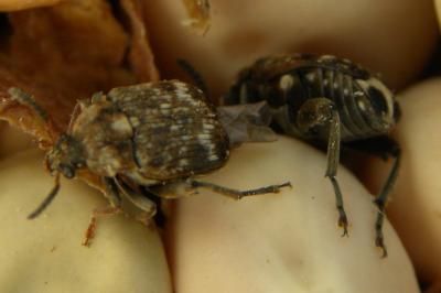 <i>Bruchus pisorum</i>