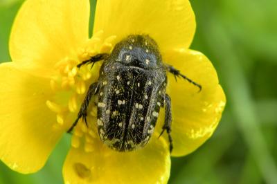 <i>Oxythyrea funesta</i>