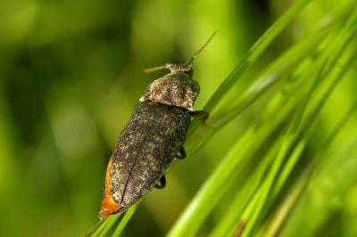 <i>Agrypnus murinus</i>