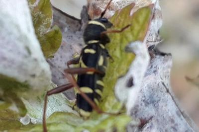 <i>Clytus arietis</i>