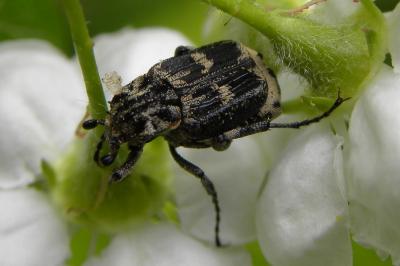 <i>Valgus hemipterus</i>