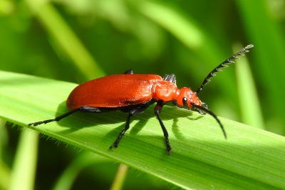 <i>Pyrochroa serraticornis</i>