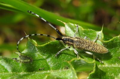 <i>Agapanthia villosoviridescens</i>