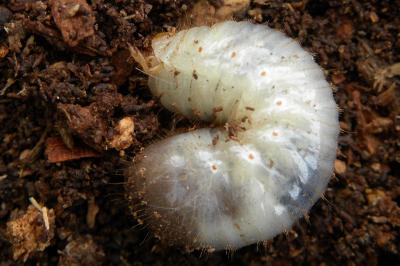 <i>Cetonia aurata</i>