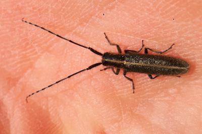 <i>Agapanthia cardui</i>