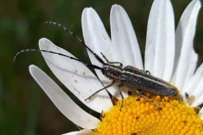 <i>Agapanthia cardui</i>