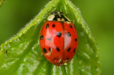 <i>Harmonia axyridis</i>