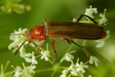 <i>Cantharis livida</i>