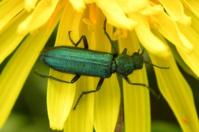 <i>Psilothrix viridicoerulea</i>