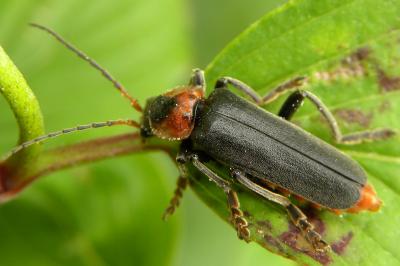 <i>Cantharis fusca</i>