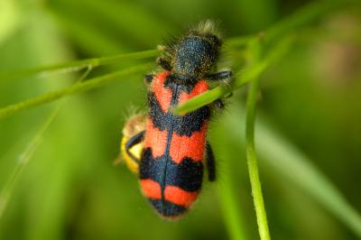 <i>Trichodes alvearius</i>