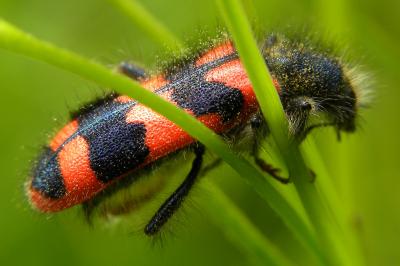 <i>Trichodes alvearius</i>