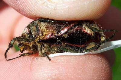 <i>Cetonia aurata</i>