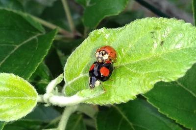 <i>Harmonia axyridis</i>