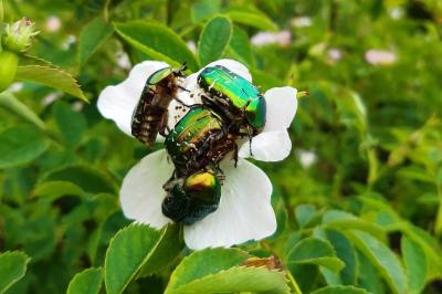 <i>Cetonia aurata</i>