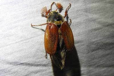 <i>Melolontha melolontha</i>
