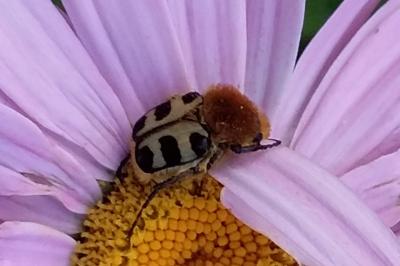 <i>Trichius gallicus</i>
