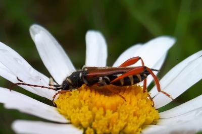 <i>Stenopterus rufus</i>