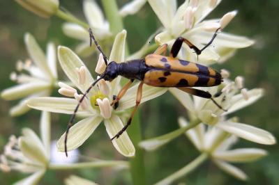 <i>Rutpela maculata</i>