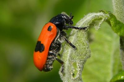 <i>Clytra laeviuscula</i>