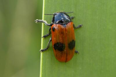 <i>Clytra laeviuscula</i>