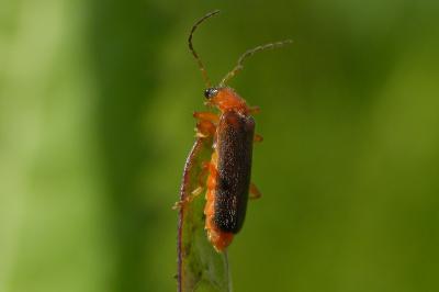 <i>Rhagonycha</i>