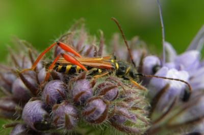 <i>Stenopterus rufus</i>