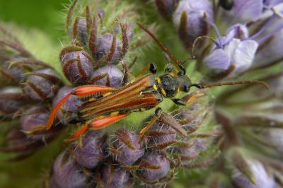 <i>Stenopterus rufus</i>