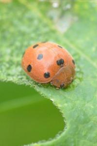 <i>Henosepilachna argus</i>