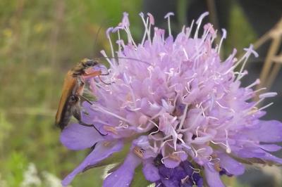 <i>Oedemera podagrariae</i>
