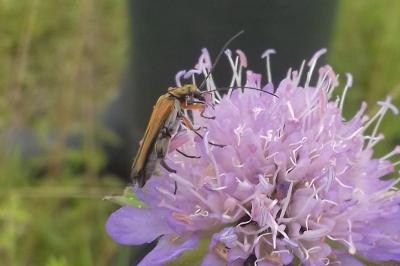 <i>Oedemera podagrariae</i>