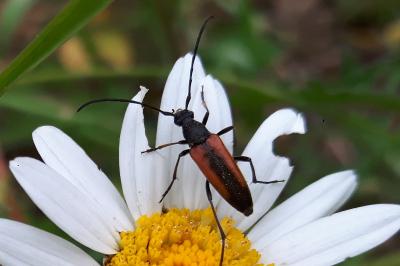 <i>Stenurella melanura</i>