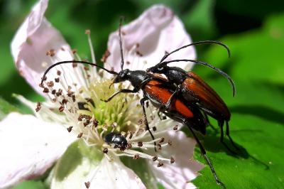 <i>Stenurella melanura</i>