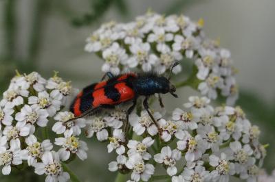 <i>Trichodes alvearius</i>