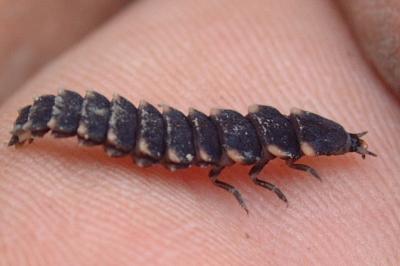 <i>Lampyris noctiluca</i>