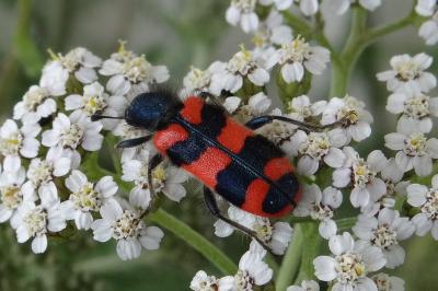 <i>Trichodes alvearius</i>