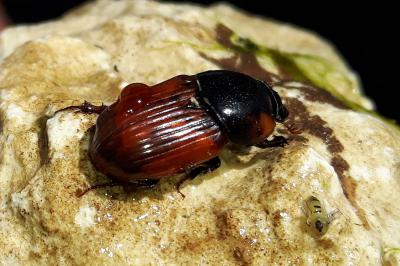 <i>Aphodius</i>