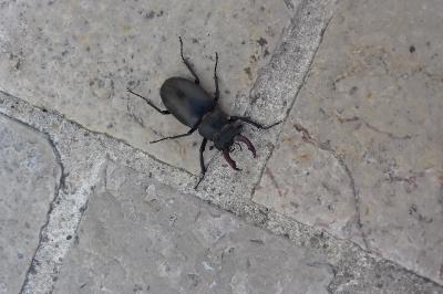 <i>Lucanus cervus</i>