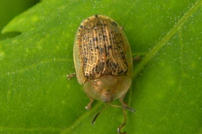 <i>Cassida nebulosa</i>